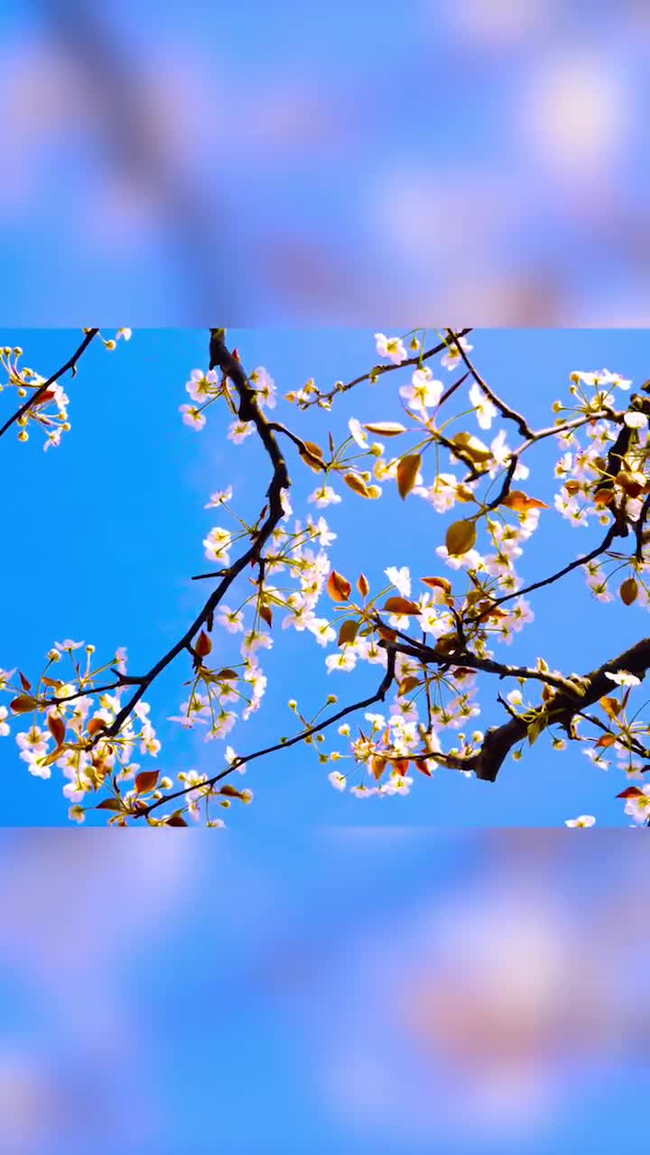 没什么难过喜欢什么就去做趁阳光正好微风不躁你还未老