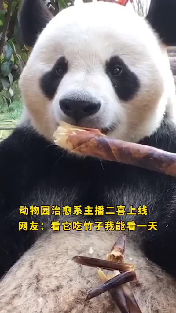 这声音太魔性了居然把我看饿了