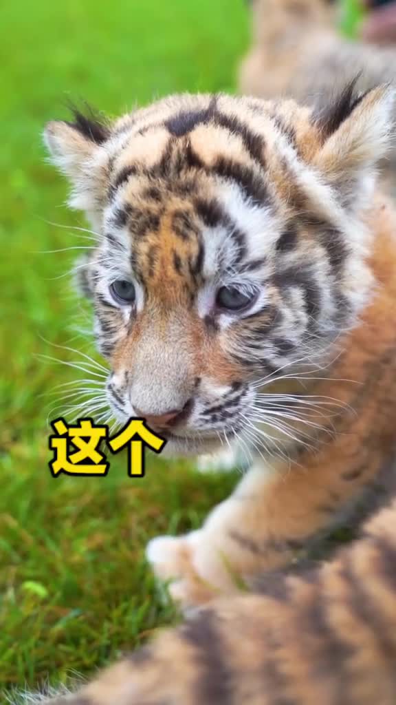 这个看着就是土猫嘛