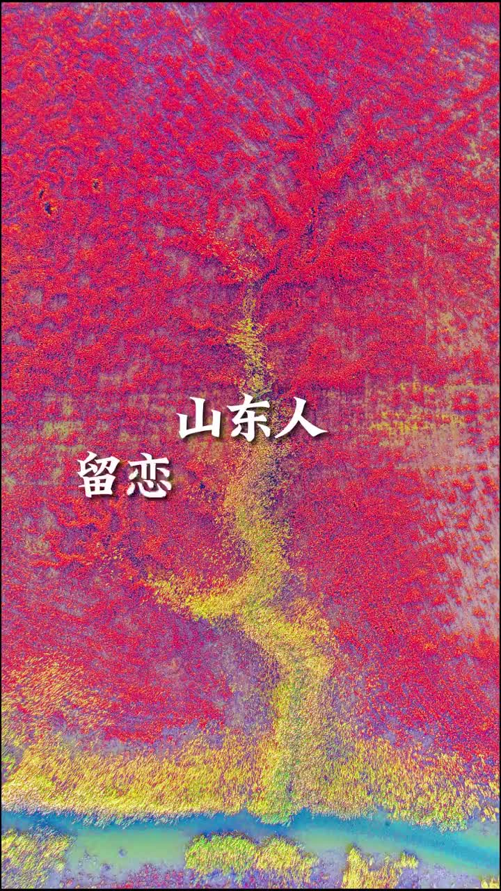 山东人留恋家乡的原因每个人的家乡都有独一无二的美景还有自己挂念的那份温暖