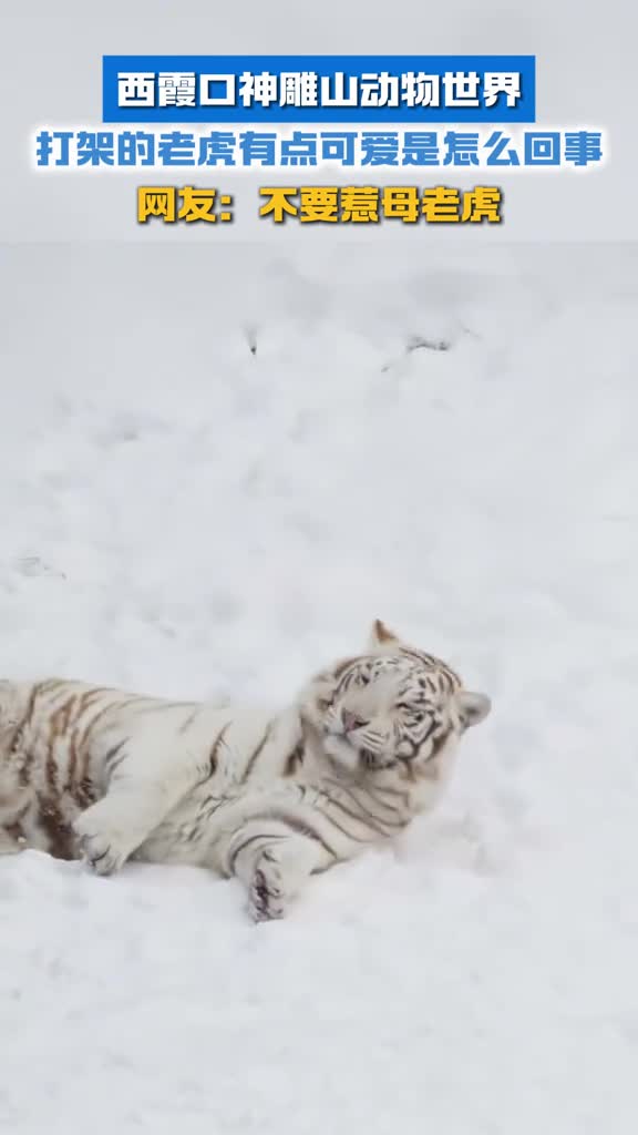 西霞口神雕山动物世界打架的老虎有点可爱是怎么回事网友不要惹母老虎
