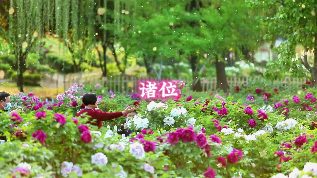 春天的菏泽沉醉在牡丹花开里花如潮涌满城芬芳看了菏泽牡丹才知国色天香诸位快随鲁鲁赴一场国色天香的盛宴吧