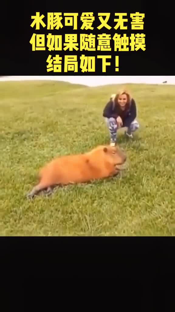 水豚可爱又无害但不能随意触摸那如果摸了会怎么样呢