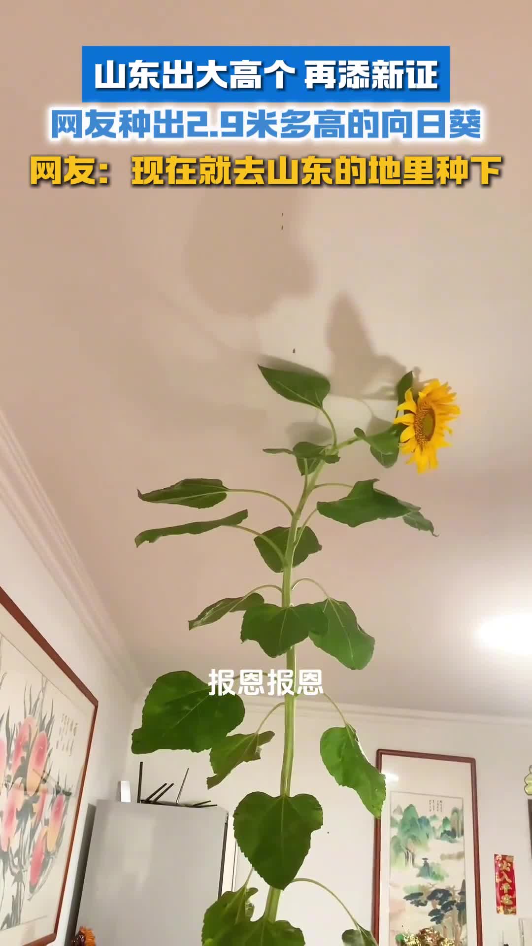 山东出大高个再添新证山东网友种出29米多高向日葵