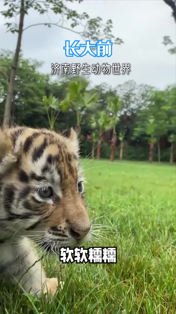 小时候可可爱爱长大后虎虎生威这压迫感就来了