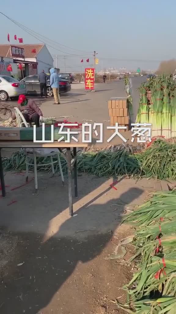 所以当山东姑娘说你还没有我们家葱高是有一定依据的