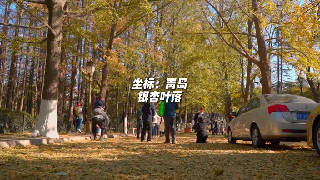 快来打卡11月的青岛八大关居庸关路迎来黄金时刻