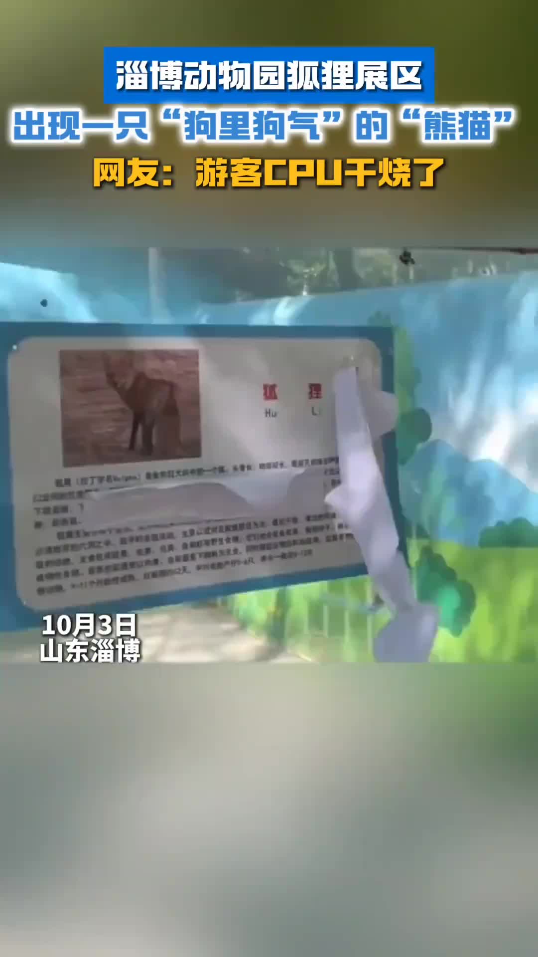淄博动物园狐狸展区出现一只狗里狗气的熊猫网友游客CPU干烧了
