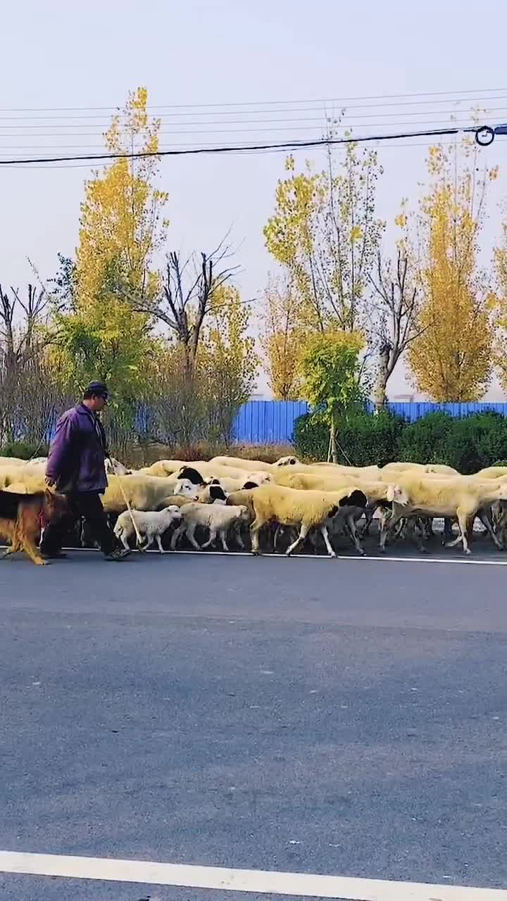 暖心狗狗永远是主人的好帮手抖音小助手