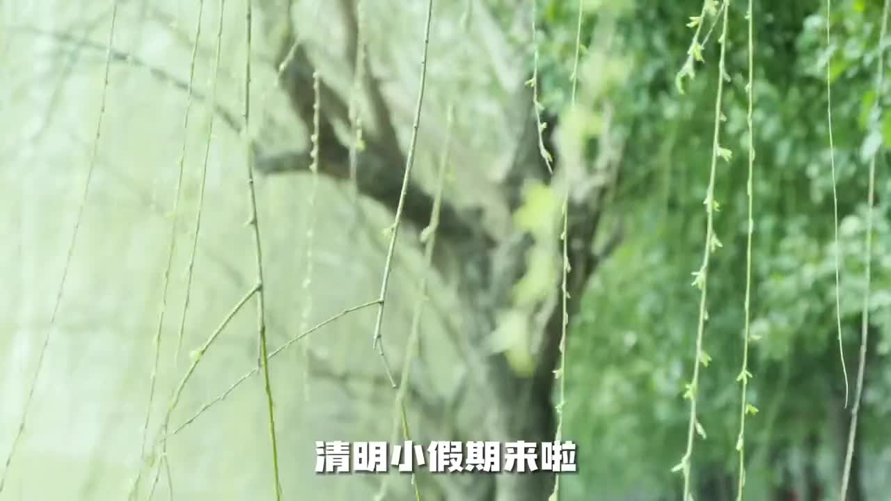 清明小假期来啦踏青赏花来聊城这份春日旅游攻略请速速查收