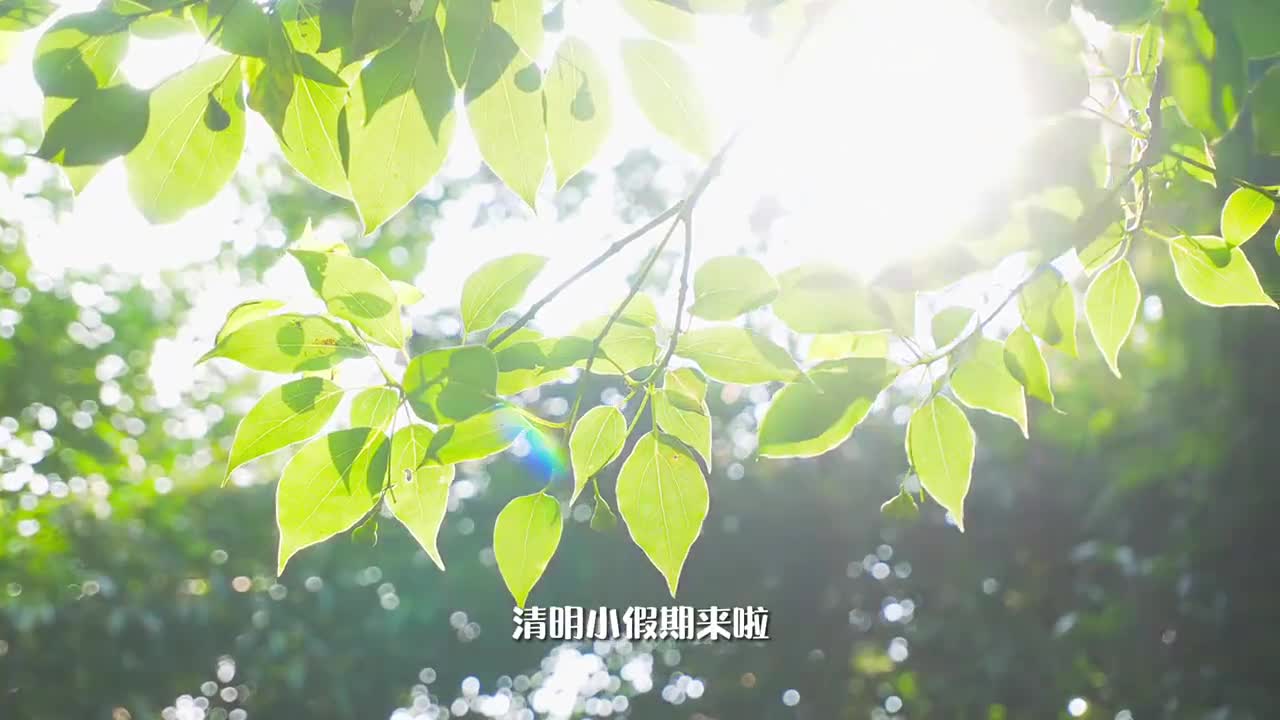 清明小假期来啦时间不多但又不想错过青岛的春天怎么办这份赏花攻略请速速查收带你充分感受海边的春暖花开