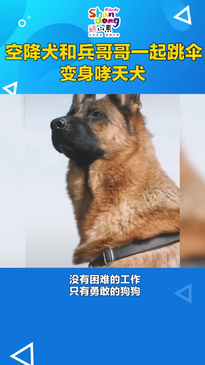 连狗子都那么帅果然是兵哥哥带出来的空降犬