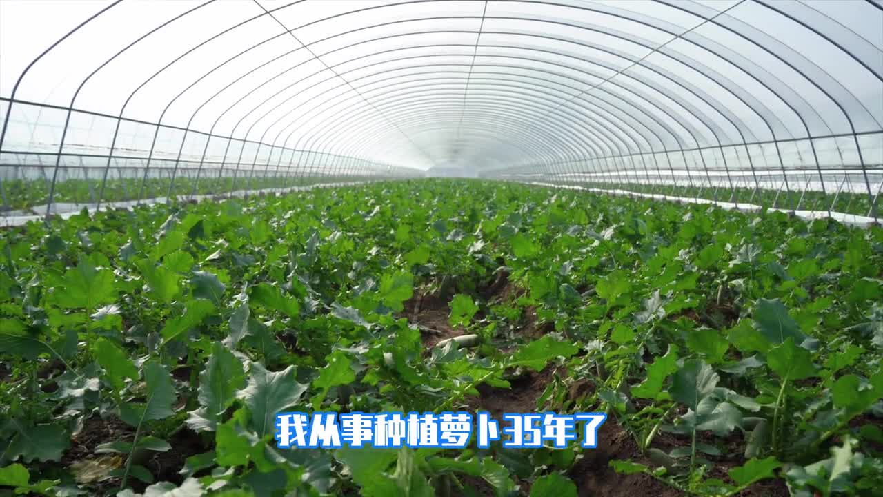 烟台的苹果莱阳的梨不如潍县的萝卜皮