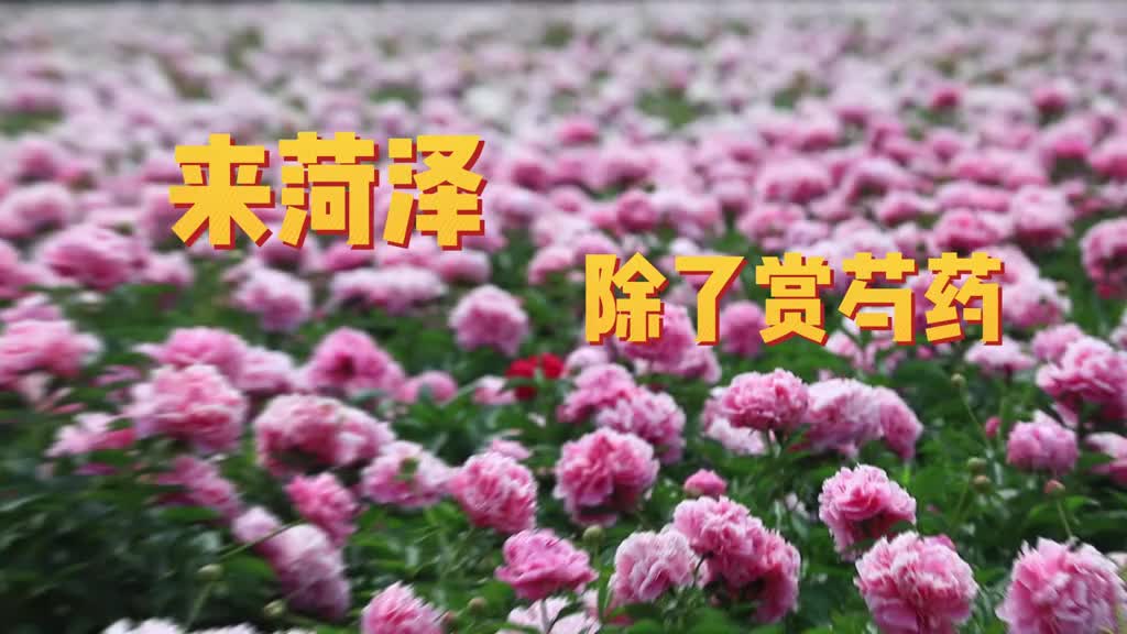 来菏泽了吗芍药花看了吗看完芍药花记得品尝一下这些美食哟菏泽一个能饱眼福也能饱口福的地方