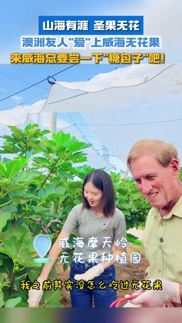 山海有涯圣果无花澳洲友人爱上威海无花果来威海总要尝一下糖包子吧