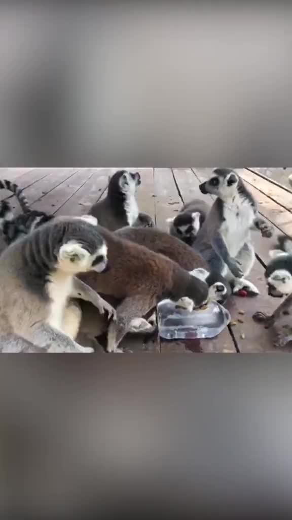 热热热为了给动物们消暑降温饲养员们也是很拼了