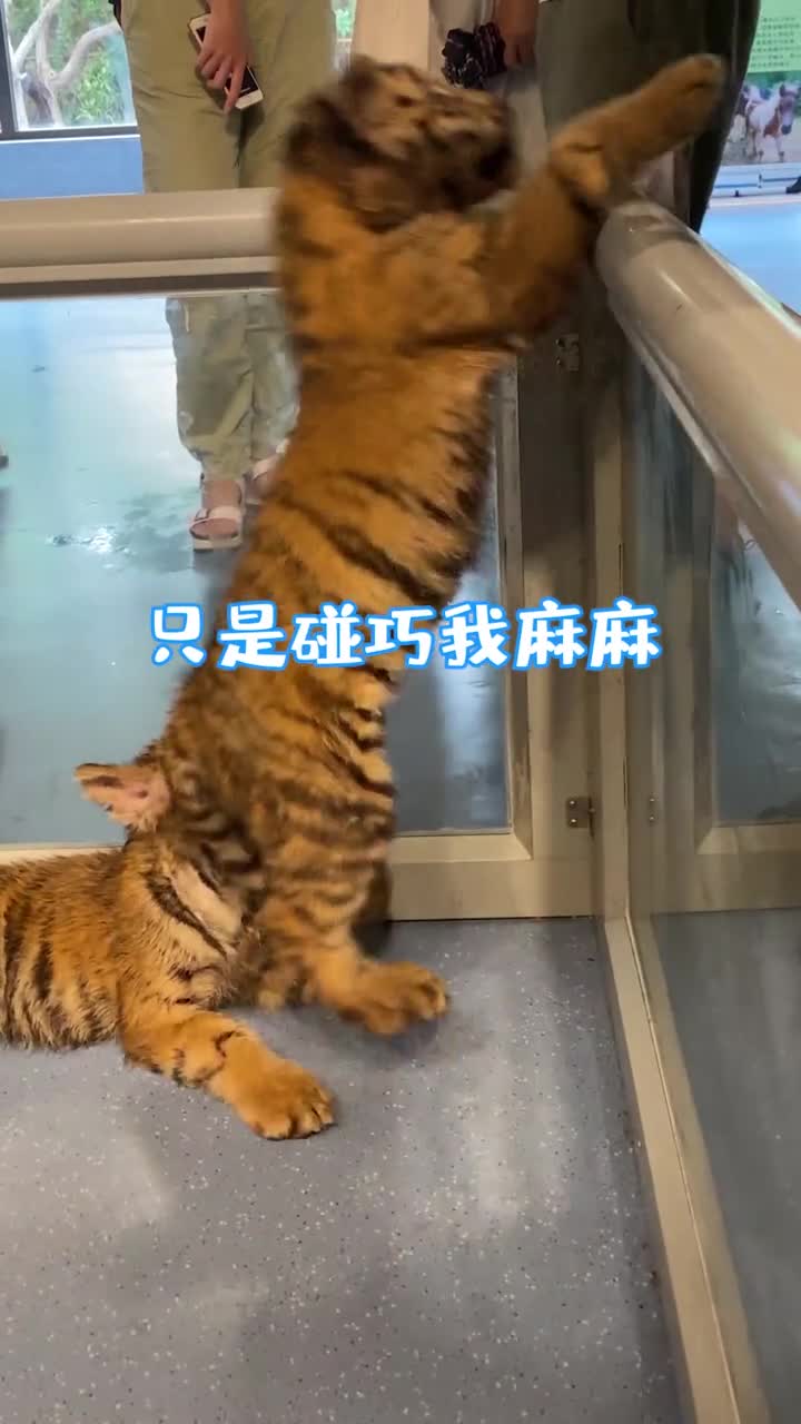 海拔不够只能用萌来凑这样的小可爱你心动了吗