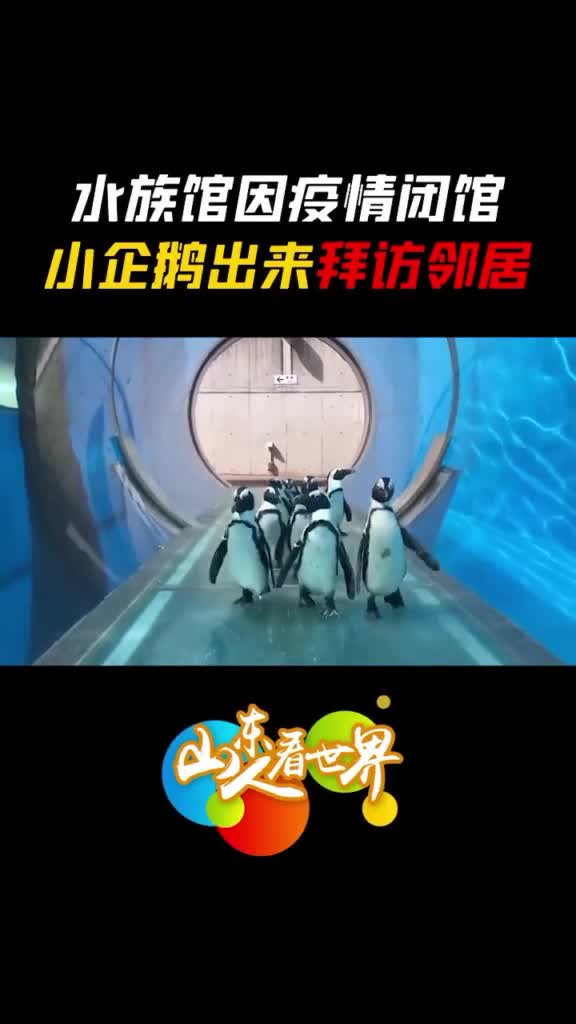 这也是见过世面的企鹅了小企鹅终于我也能出来转转了