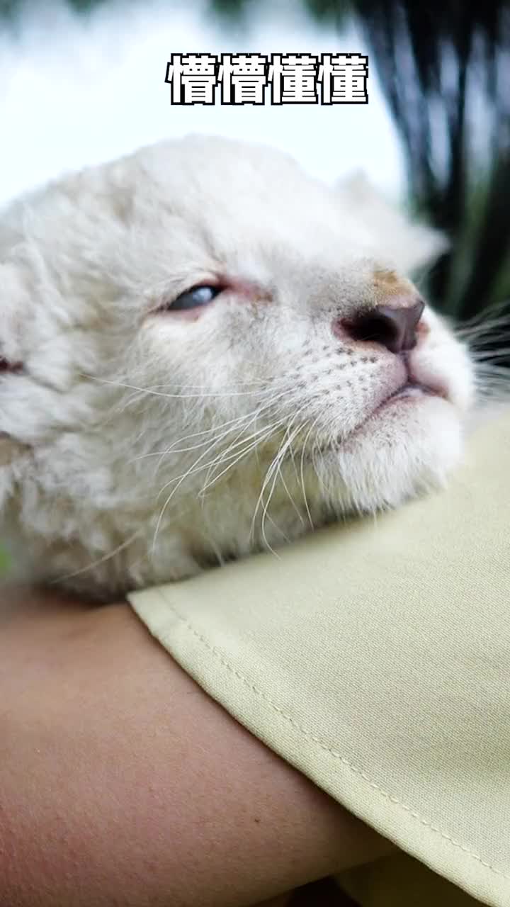 小猫咪能有什么坏心眼儿呢只不过想跟你玩玩而已