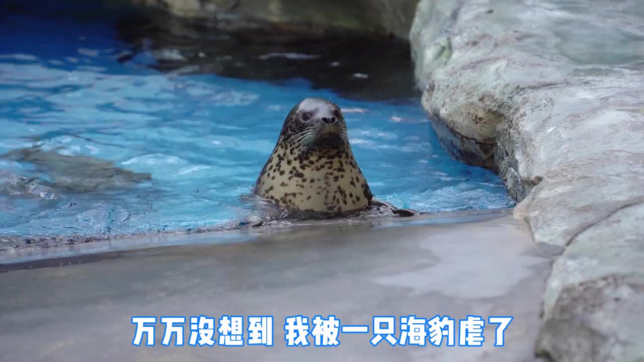 现场直播海洋公园爱情故事单身勿入会哭