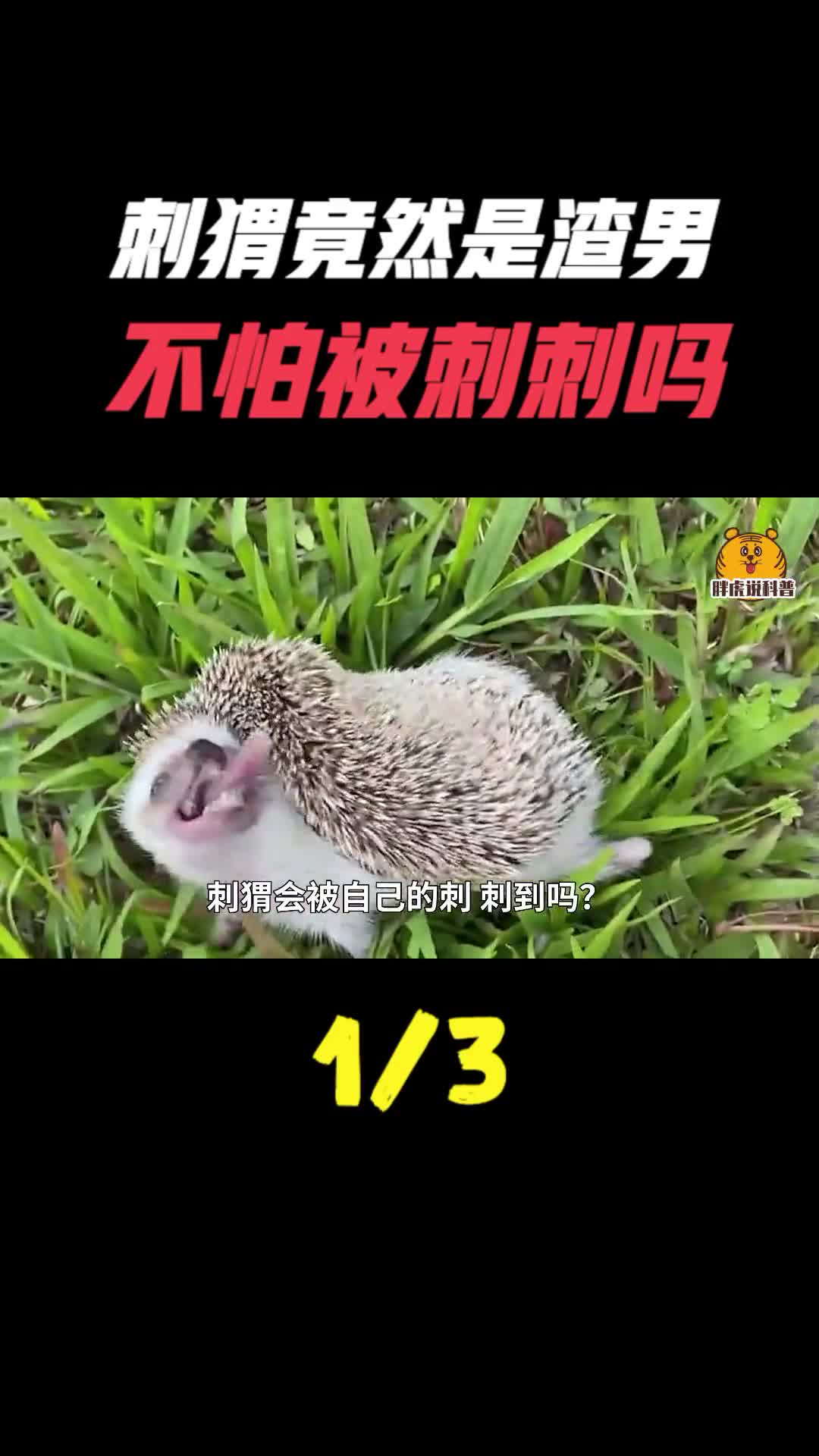 刺猬不怕被刺猬的刺刺到吗刺猬的生活有多怪