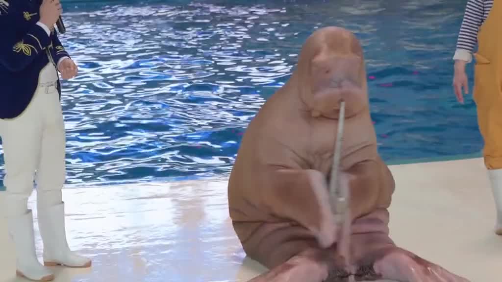 这里有鲸鱼湾企鹅馆热带雨林海底世界等八大馆还可以和海洋生物亲密接触这里是齐河欧乐堡海洋极地世界快来拍照打卡吧