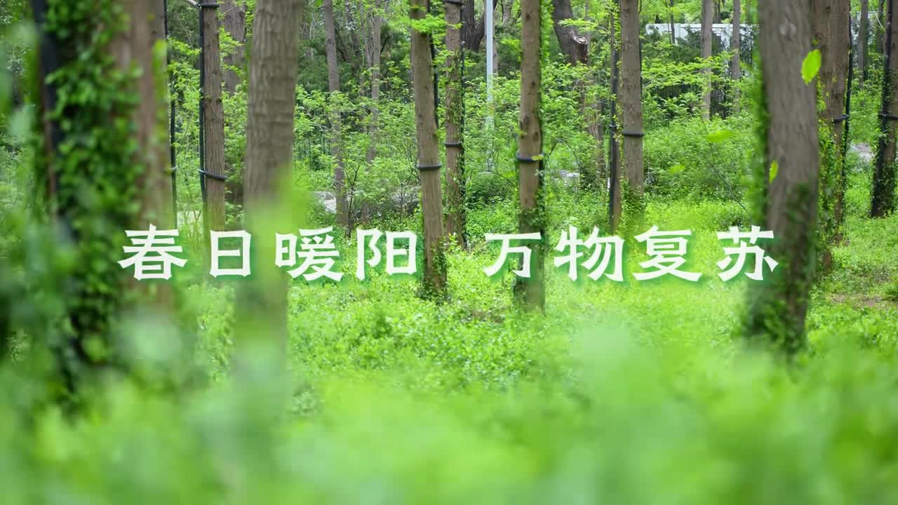 春日暖阳万物复苏好客山东邀您一起上春山