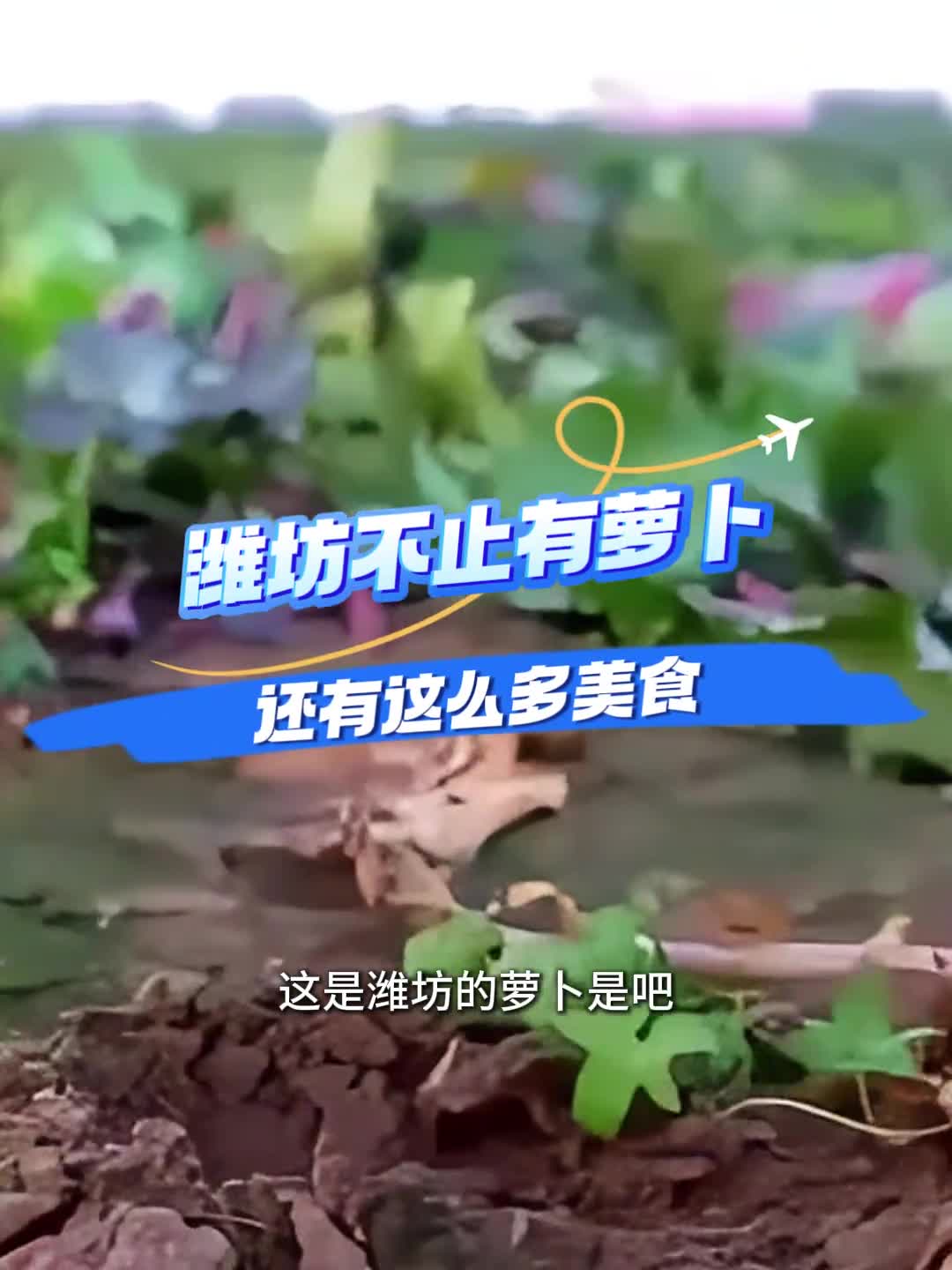 潍坊可不止有萝卜快和