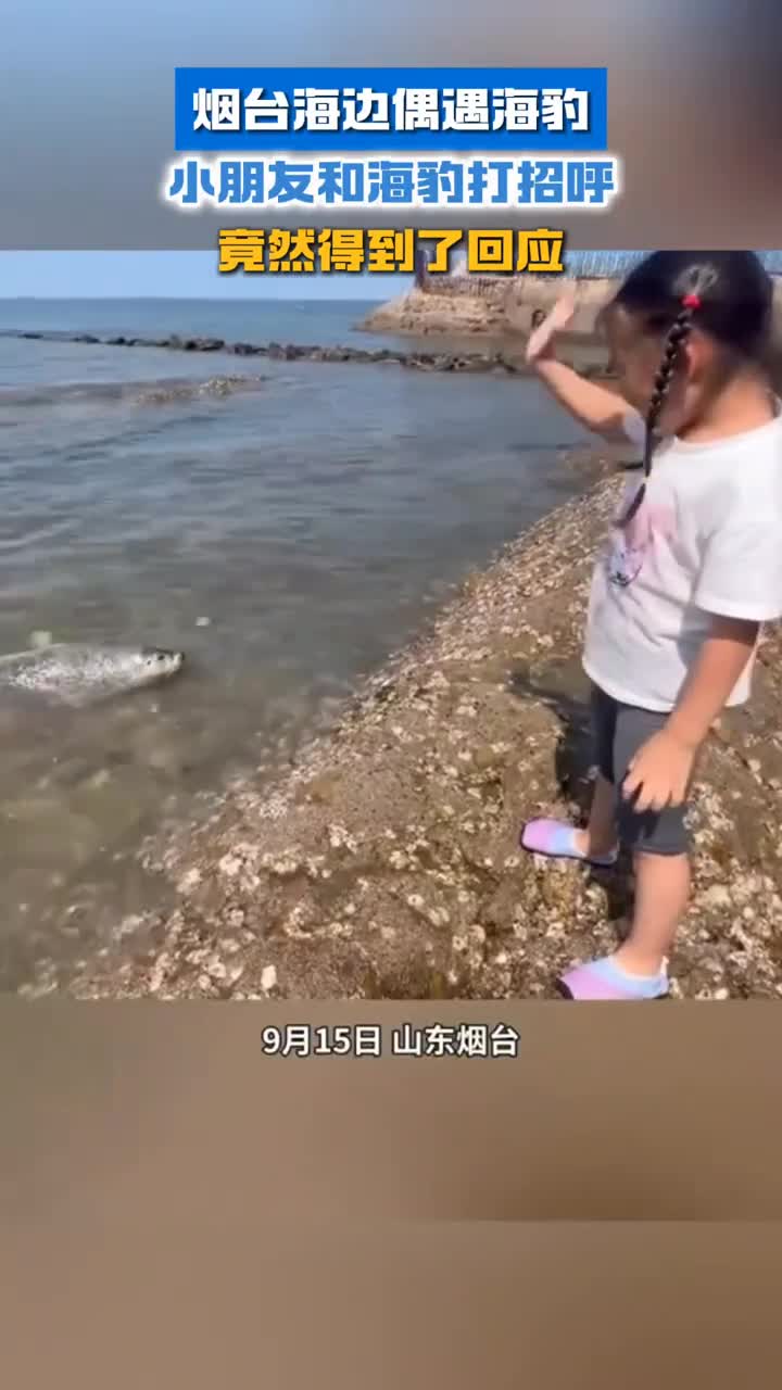 烟台海边偶遇海豹小朋友和海豹打招呼竟然得到了回应