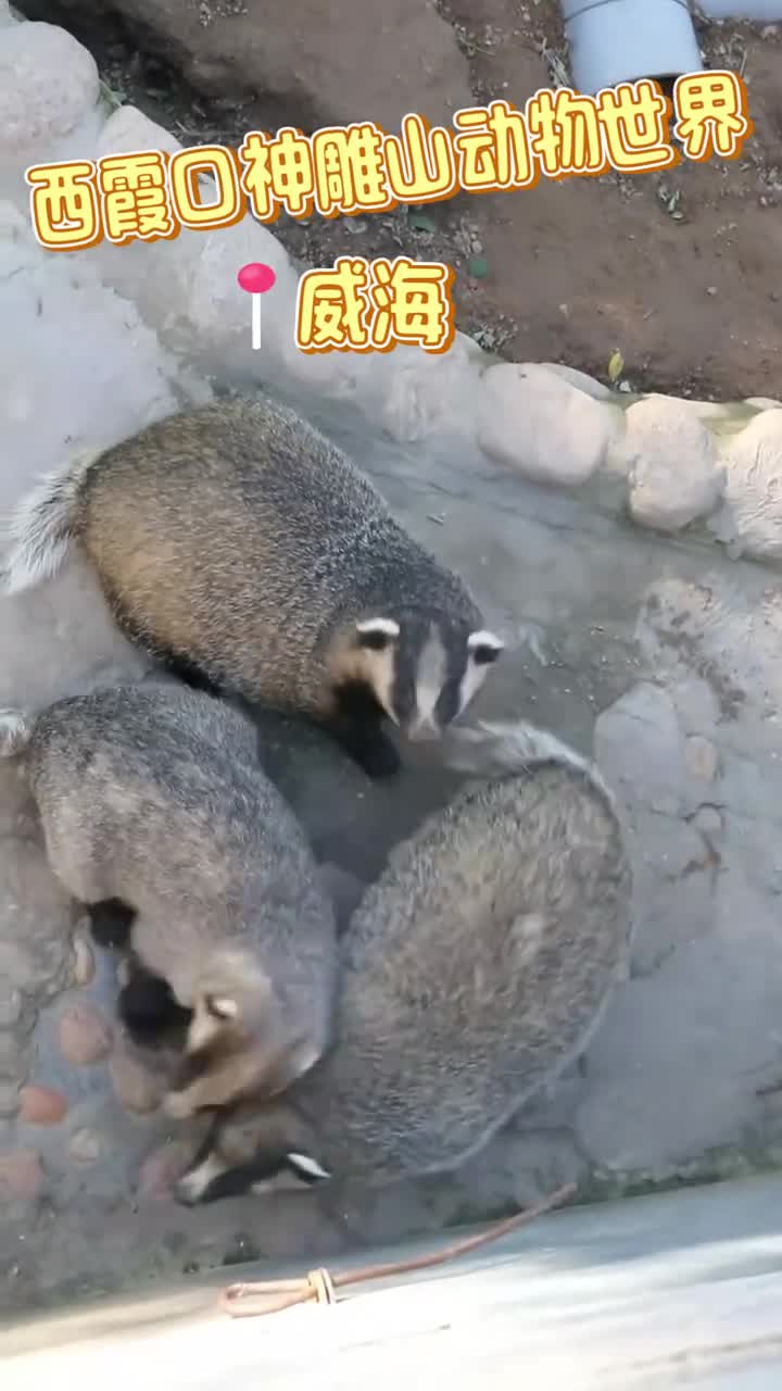 我摊牌了其实鲁鲁家也是有很多小可爱的快来瞅瞅