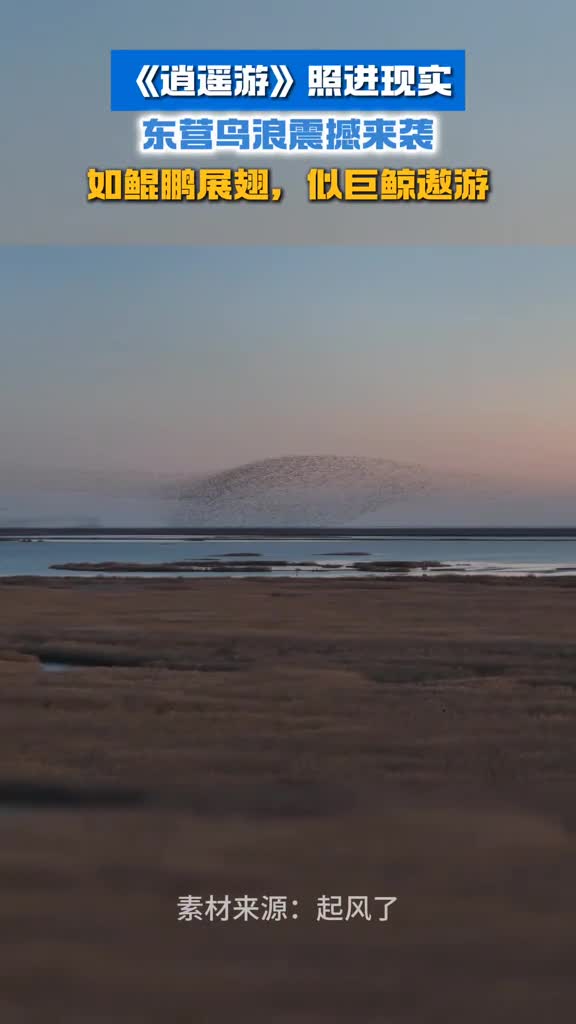 逍遥游照进现实东营鸟浪震撼来袭如鲲鹏展翅似巨鲸遨游
