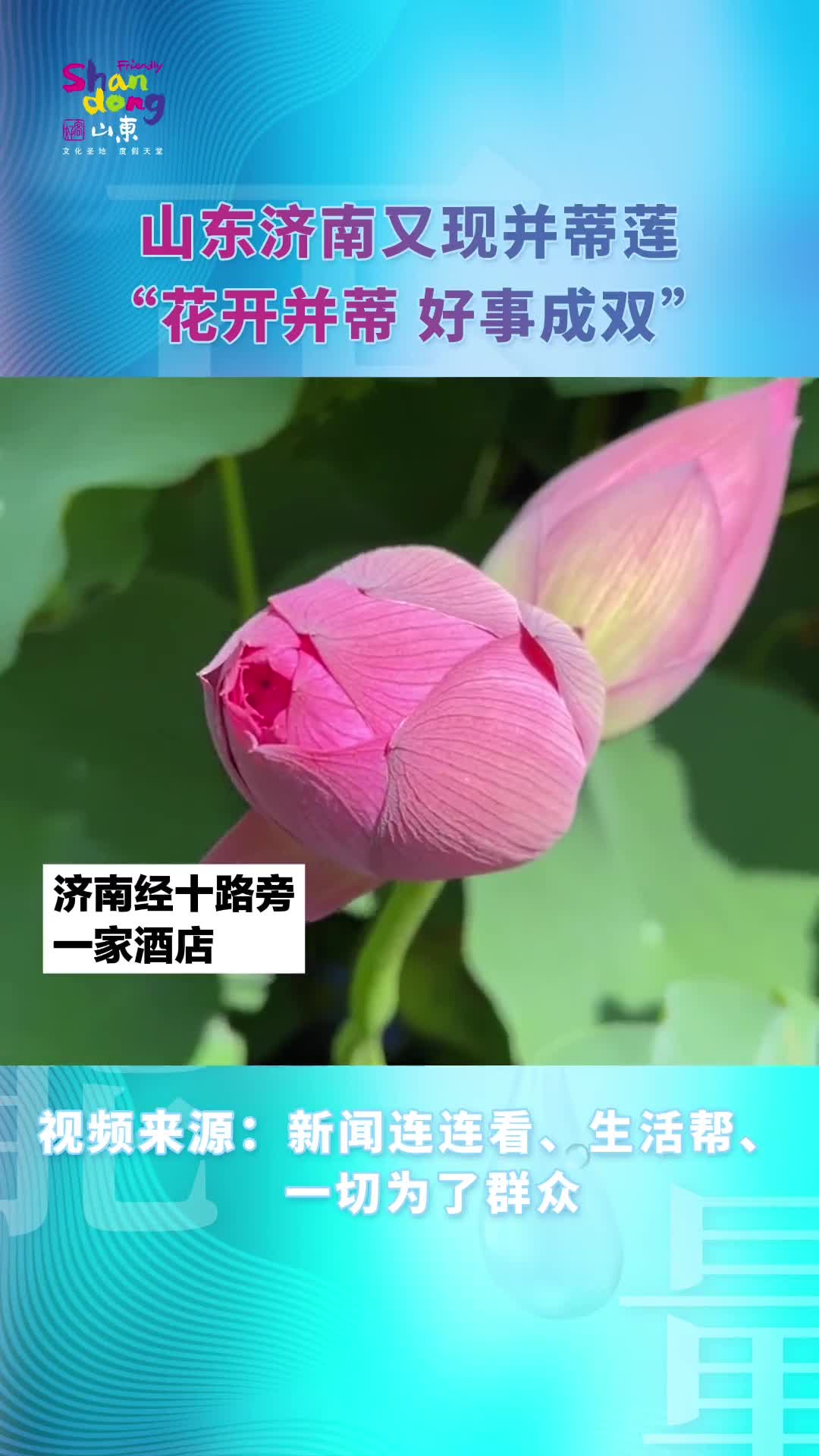 济南荷塘又现并蒂莲花开并蒂好事成双