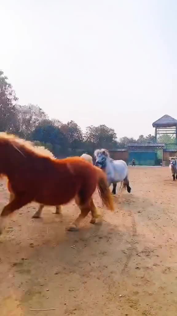 理塘丁真来泉城欧乐堡动物王国给珍珠找个小伙伴吧