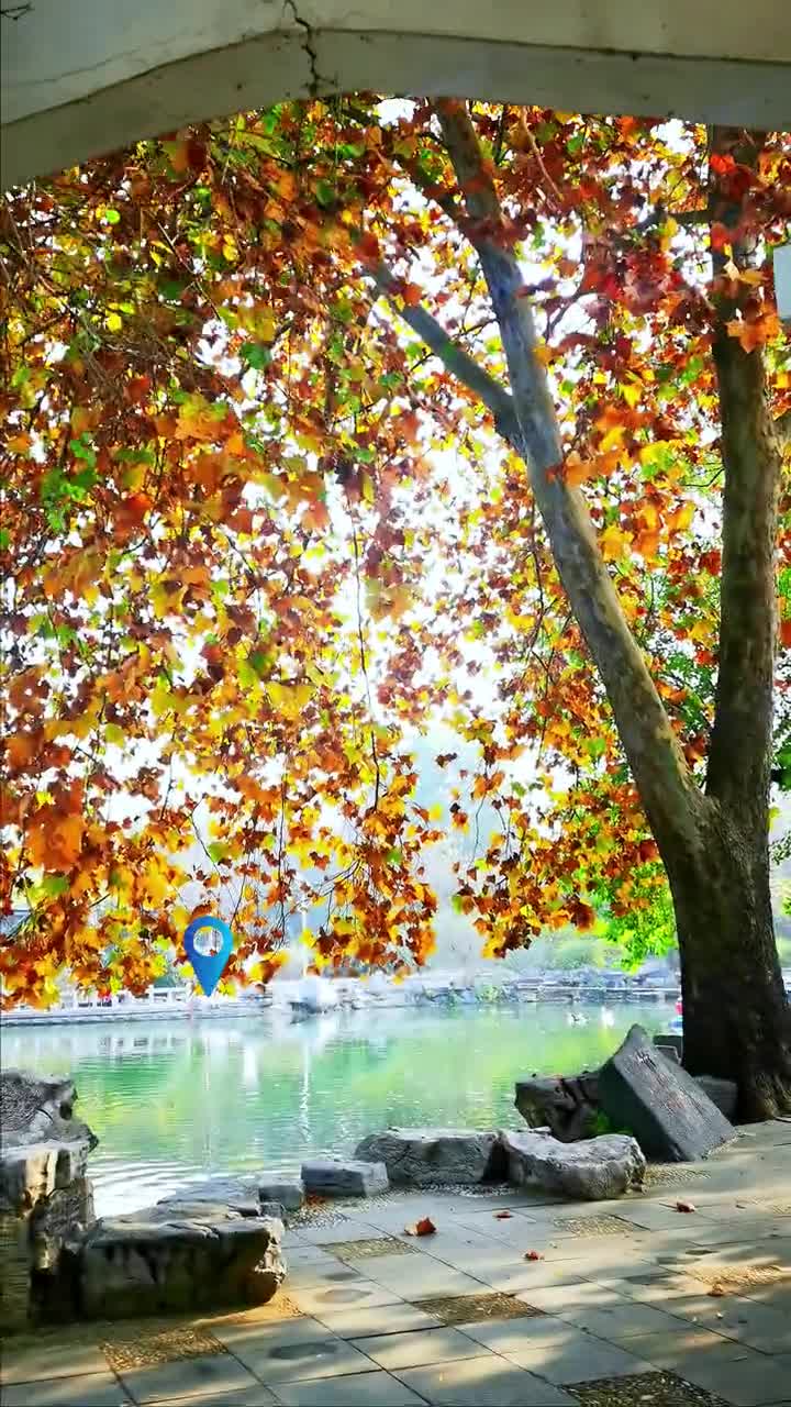 济南的泉城公园又到了一年中最美的时候枫林银杏叶超治愈不要错过哦