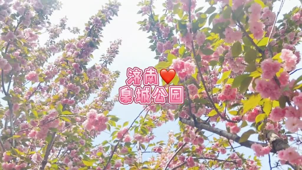 想了100句关于春天的文案都不及樱花盛开