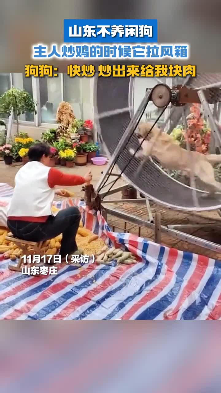 山东不养闲狗主人炒鸡的时候它拉风箱看看炒出来的鸡是什么样