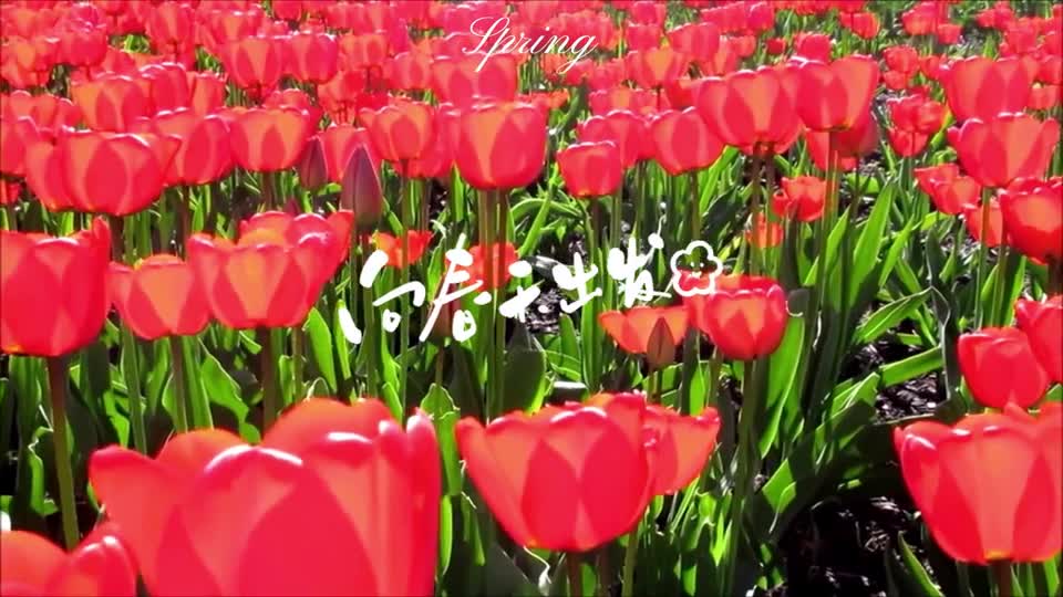 被人艾特看花应该是一件非常幸福的事淄博红叶柿岩景区的郁金香已经盛开快来打卡把浪漫的春天藏进你的手机里