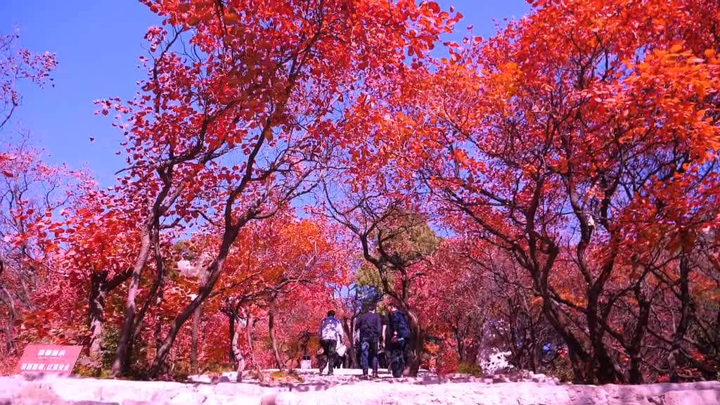 彻底红了石门坊红叶进入最佳观赏期再不来看红叶可就没机会了哦