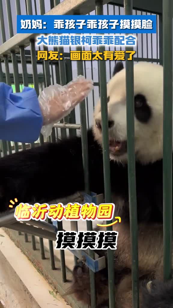 被临沂动植物园大熊猫银柯萌到了奶妈乖孩子乖孩子摸摸脸银柯乖乖配合网友画面太有爱了