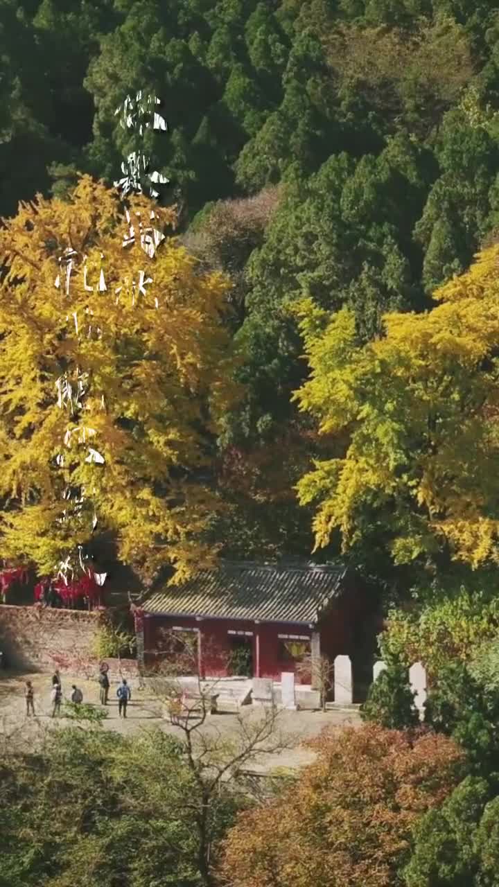 山东的秋天很短但有独一份的专属浪漫这一山一水一花一木间都藏着山东的秋天