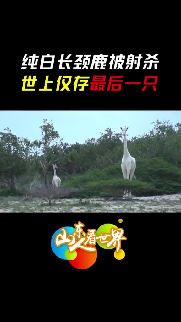 悲伤近日世界上仅存的3只白色长颈鹿2只遭遇不幸如今全球只剩下1只