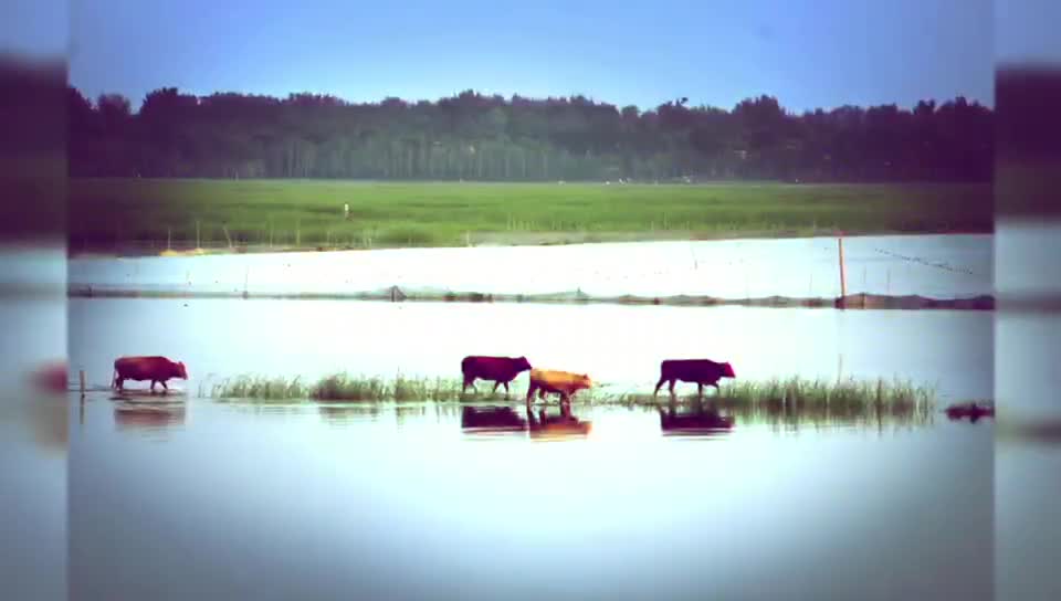 牡丹之乡菏泽来了解一下