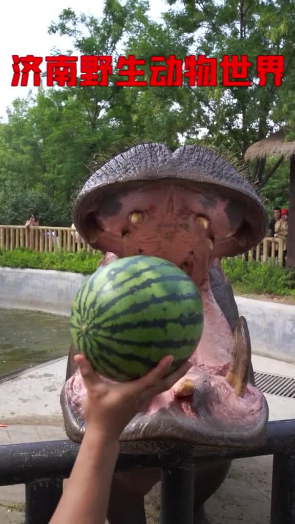 本周济南将迎来首波高温天气天热吃个西瓜解解暑