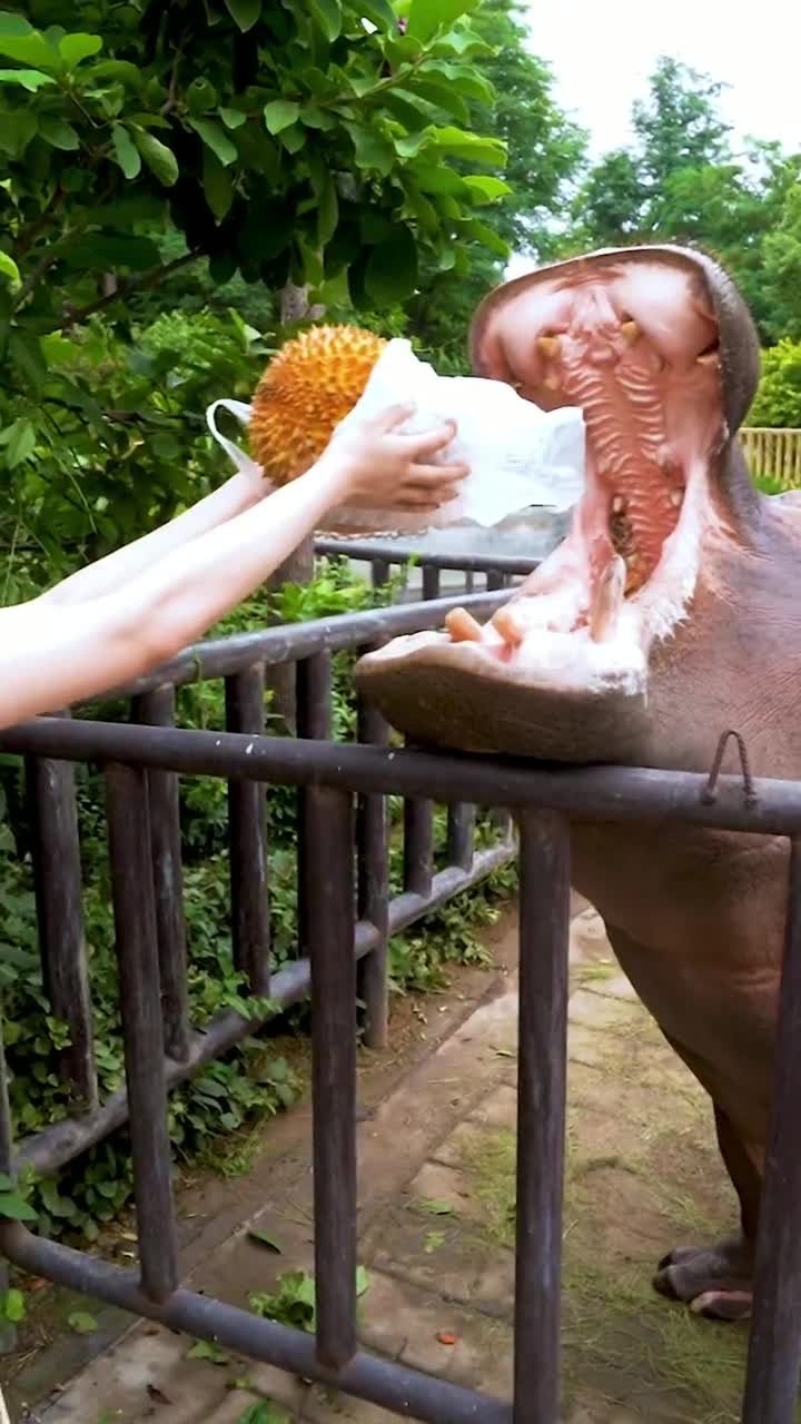 河马榴莲拿来吧你