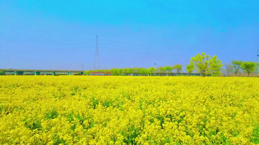 春风如约而至一定会吹暖每一个角落快快启程看油菜花开许你一场浪漫的唯美邂逅