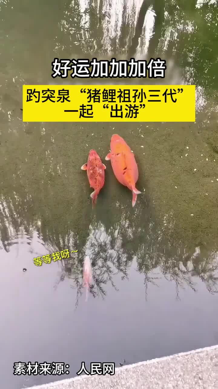 济南趵突泉猪鲤祖孙三代一起出游好运加加加倍快来评论区许个大大大的愿望吧
