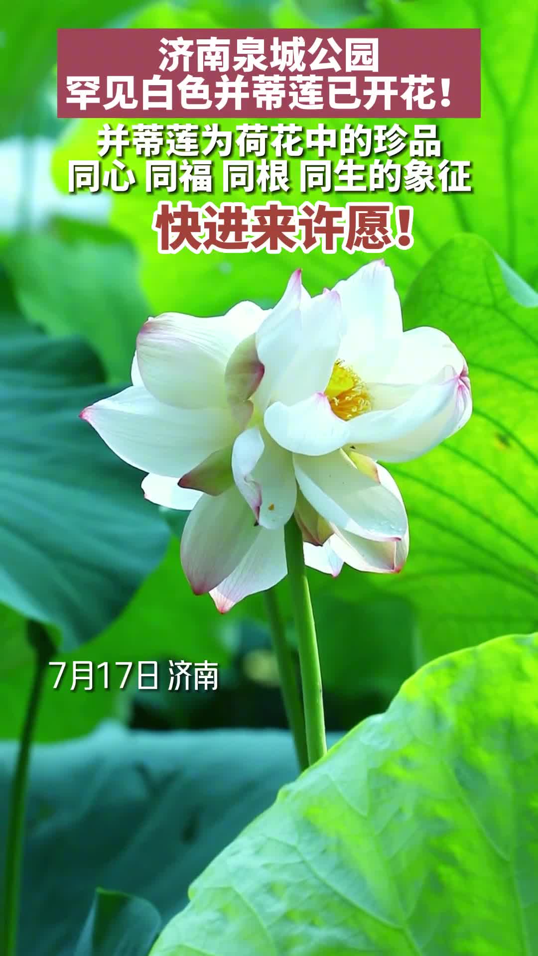 济南泉城公园内罕见白色并蒂莲已开花并蒂莲是荷花中的珍品出现是吉祥之兆见者有份