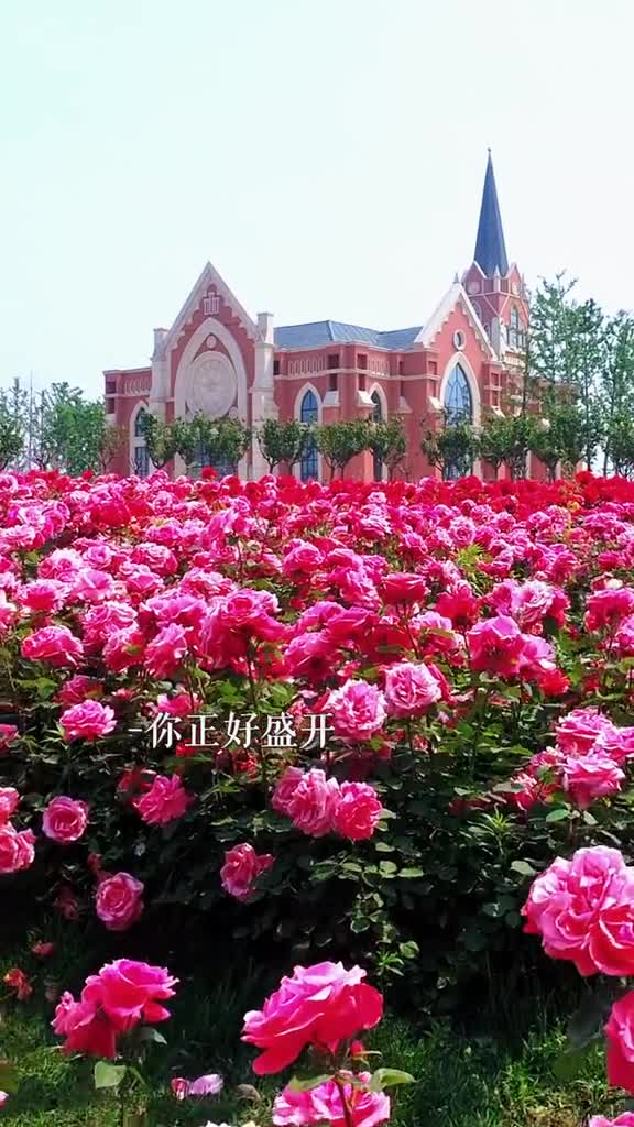 月季花的花语是等待有希望的希望你正好盛开我恰巧路过在初夏的五月来聊城九州洼月季公园看看吧期待我们相遇