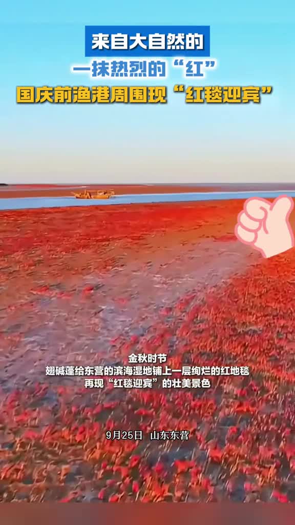 来自大自然的一抹热烈的红国庆前东营渔港周围现红毯迎宾