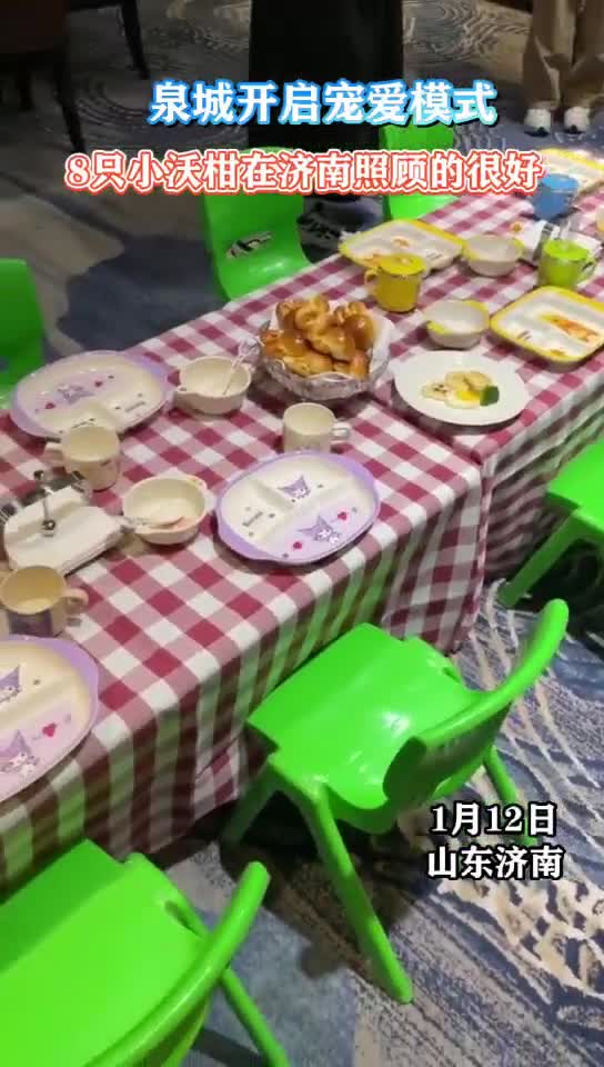 广西小沃柑齐鲁游学之旅泉城济南开启宠爱模式8只小沃柑在济南照顾的很好